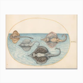 Aquatic And Shellfish Animals, Joris Hoefnagel Canvas Print