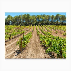 Vineyards In Catalonia 2023083112457pubpub Canvas Print