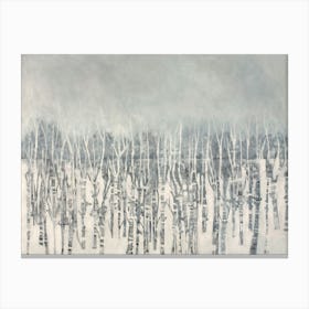 Silver Birch  Canvas Print