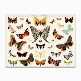 Moths Canvas Print