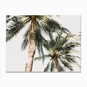 Palm Trees Canvas Print