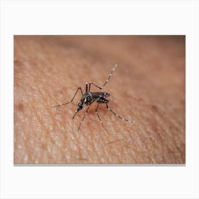 Mosquito On A Human Arm Canvas Print