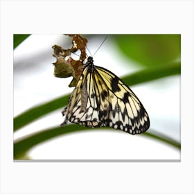 Butterfly On A Leaf Leinwandbild