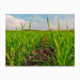 Crops Growing In A Field In The Countryside Canvas Print