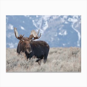 Wyoming Moose Scenery Canvas Print