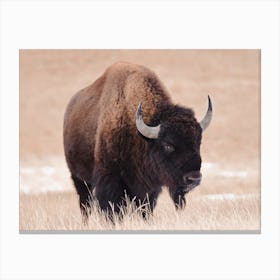 Bull Bison Canvas Print