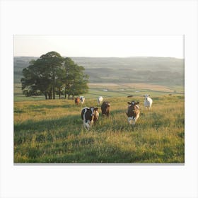 Sunset Cow Field Canvas Print