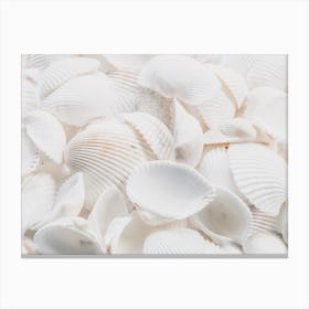 White Sea Shells Canvas Print