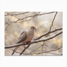 Mourning Dove In Tree Canvas Print