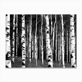 Birch Forest 80 Canvas Print