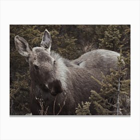 Female Moose Canvas Print