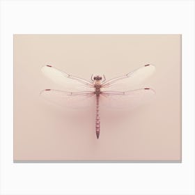 Dragonfly Roseate Skimmer Orthemis 8 Canvas Print