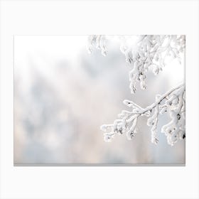 Snow Covered Branch Canvas Print