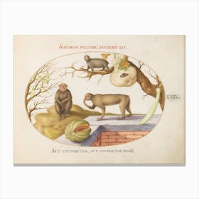Quadervpedia Animals And Reptiles, Joris Hoefnagel (2) Canvas Print