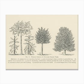 Vintage Illustration Of Trees Pruning, John Wright Canvas Print