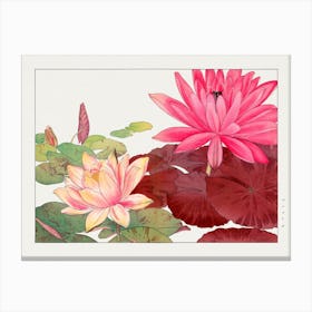 Nymphaea Lotus, Japanese Woodblock Art Canvas Print