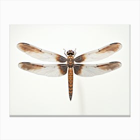 Dragonfly Common Whitetail Plathemis Illustration Vintage Brown  Canvas Print