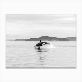 Black White Orca Whale Wildlife Canvas Print