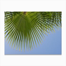 Palm leaves in front of a blue sky Canvas Print