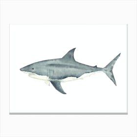 Shark 1 Canvas Print