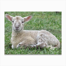 Baby sheep Lamb In The Grass Canvas Print