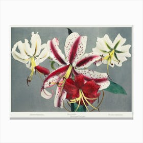 Lily, Hand Colored Collotype From Some Japanese Flowers (1898), Kazumasa Ogawa Canvas Print