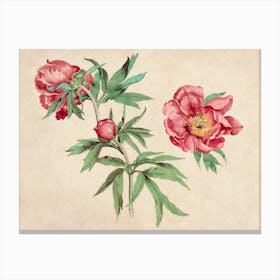 Peonies 15 Canvas Print