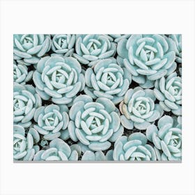 Blue Succulent Plants Canvas Print