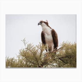 Sea Eagle Nest Canvas Print