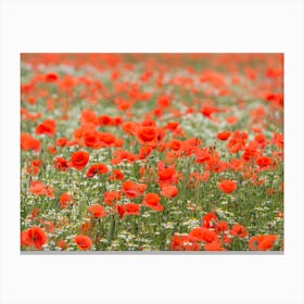 Field of Poppies 2 Canvas Print