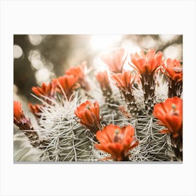 Red Cactus Flower Canvas Print
