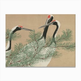 Cranes In A Pine Tree 1 Canvas Print