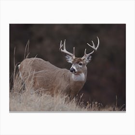 Rustic Wildlife Deer Canvas Print