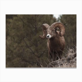 Arizona Forest Bighorn Sheep Canvas Print