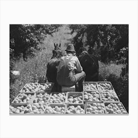 Untitled Photo, Possibly Related To Carrying Crates Of Peaches From The Orchard To The Shipping Shed, Delta Canvas Print