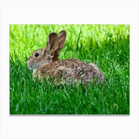 Rabbit In The Grass 2 Canvas Print