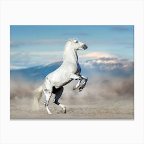 White Horse Standing On Hind Legs Canvas Print