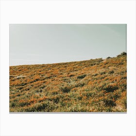 California Super Bloom Canvas Print