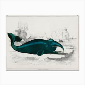 Whale, Oliver Goldsmith Canvas Print
