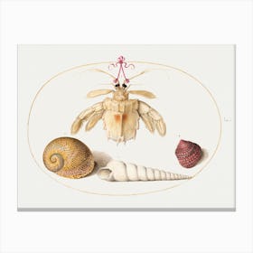 Dead Hermit Crab With Tower Snail Shells (1575–1580), Joris Hoefnagel Canvas Print