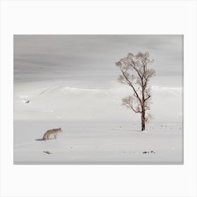 Traveling Coyote Canvas Print