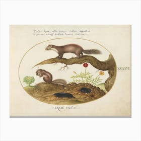 Animalia Qvadrvpedia et Reptilia (c. 1575-1580), Joris Hoefnagel 6 Canvas Print