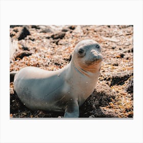 Beach Seal Canvas Print