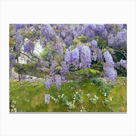 Wisteria Canvas Print