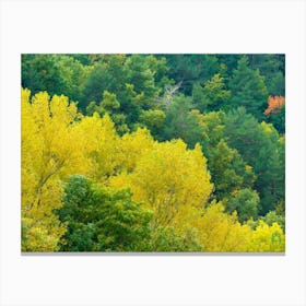 Autumn Trees In The Forest 20211021 242rt1pub Canvas Print