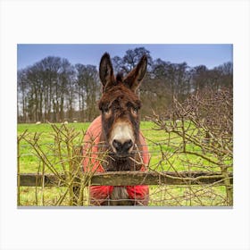 Friendly Donkey Canvas Print