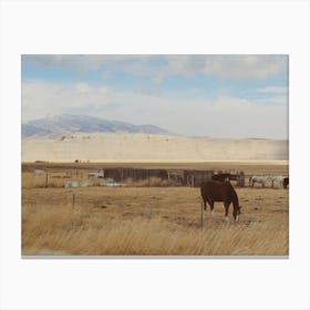 Horses Grazing In The Desert Canvas Print
