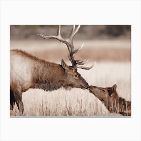 Kissing Elk Canvas Print