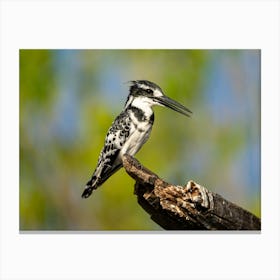 Pied Kingfisher At Chobe River Botswana Toile