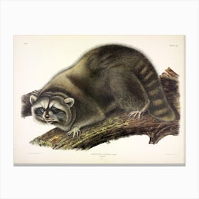  Raccoon, John James Audubon Canvas Print